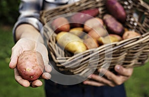 Hands holding potatoes on the basket organic produce from farm