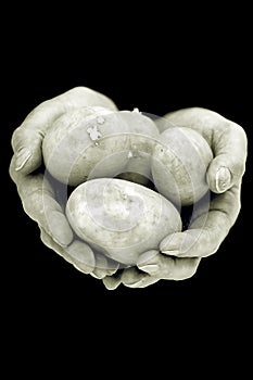 Hands holding potatoes. Man`s worn hands