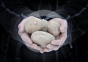 Hands holding potatoes. Man`s worn hands