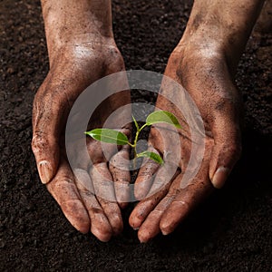 Hands holding and protecting a young green plant