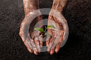 Hands holding and protecting a young green plant