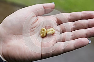 Hands holding raw coffee beans with warm. Problem with harvesting coffee beans