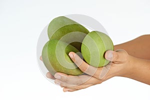 Hands holding raw mangos