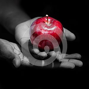 Hands holding a red apple, the forbidden fruit