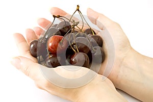 Hands holding ripe cherries