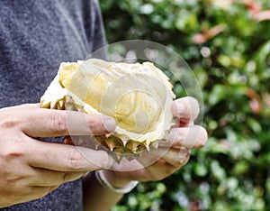 Hands holding ripe durian. Tropical fruit, healthy lifestyle concept