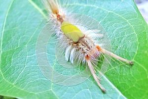 Hands holding rubber tree seeds