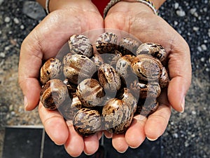 Hands holding rubber tree seeds