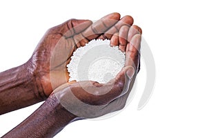 Hands holding sago seeds