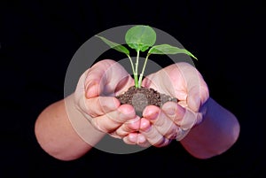 Hands holding sapling