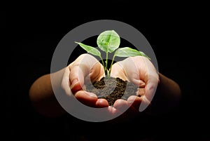 Hands holding sapling soil