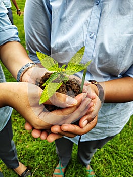 Hands holding a sapling to be planted plant trees save trees save nature