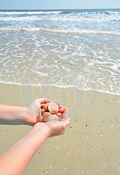 Hands holding seashells on the beach.