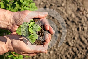 Hands holding seedling