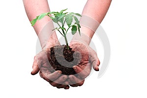 Hands holding seedling