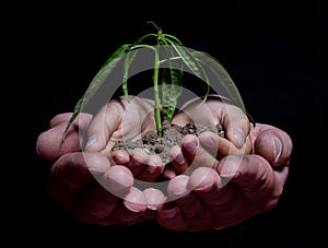 HANDS HOLDING SEEDLING photo