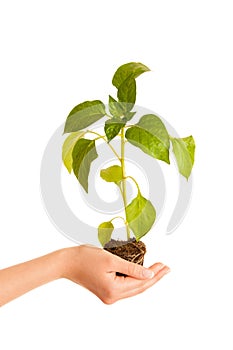 Hands holding seedling isolated over white background
