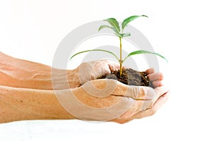 Hands holding seedling plant photo