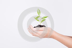 Hands holding seedling on white background