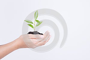 Hands holding seedling on white background