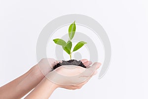 Hands holding seedling on white background