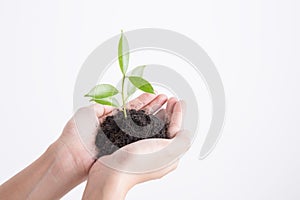 Hands holding seedling on white background