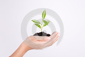 Hands holding seedling on white background