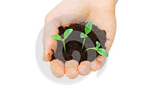Hands holding seedlings
