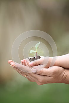 hands holding seedlings