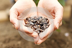 Hands Holding Seeds