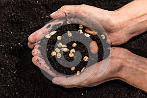 hands holding seeds with soil, home vegetable garden concept