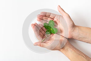 Hands holding a shamrock on white background. A four leaf clover. Good for luck or St. Patrick`s day. Shamrock, symbol of fortune