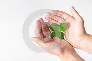 Hands holding a shamrock on white background. A four leaf clover. Good for luck or St. Patrick`s day. Shamrock, symbol of fortune