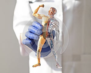 Hands holding skinless human body 3d model. Body circulatory and muscular systems. Anatomy medical concept