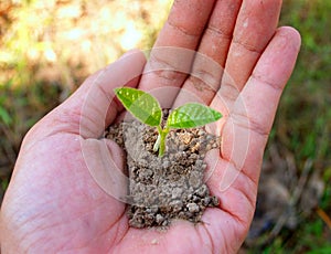 Hands holding a small green plant