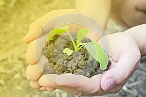 Hands holding a small green plant growing in brown healthy soil