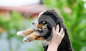 hands holding small puppy on a blurred background