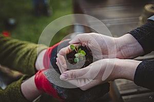 Hands holding small seedling of green plant, Pilea Peperomioides