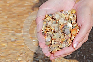 Hands holding small shells against the background of the beach on a Sunny day