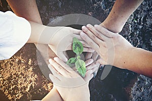 Hands holding small tree