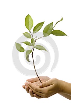 Hands holding small tree