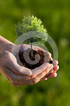 Hands holding small tree