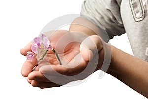 Hands holding small young flower, young orchid isolated on white