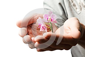 Hands holding small young flower, young orchid isolated on white