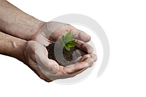 Hands holding small young plant, young tree isolated on white ba