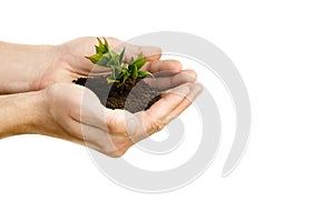 Hands holding small young plant, young tree isolated on white ba