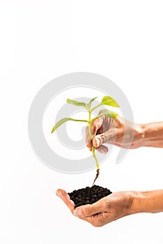 hands holding soil and plant with roots, space for copy home gardening concept