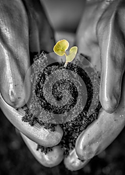 Hands holding Soil and Small Green Leaves, concept of hope