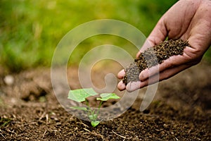 Hands holding soil to plant a young tree.