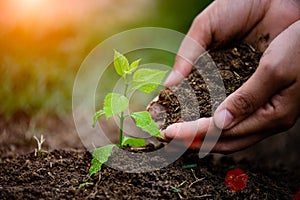 Hands holding soil to plant a young tree.